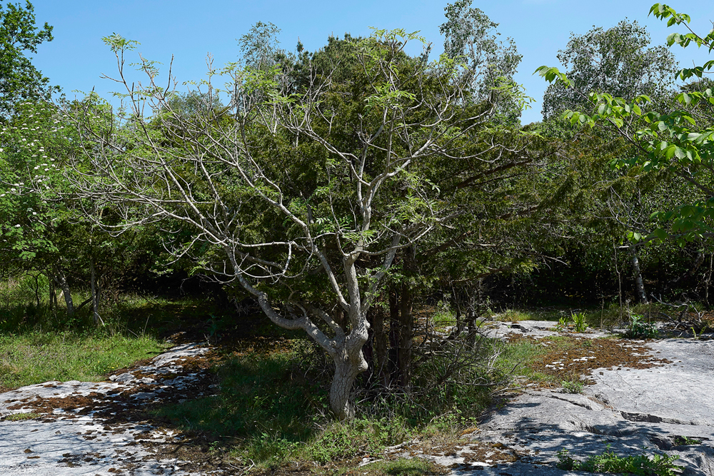 AshGaitBarrows280518-3