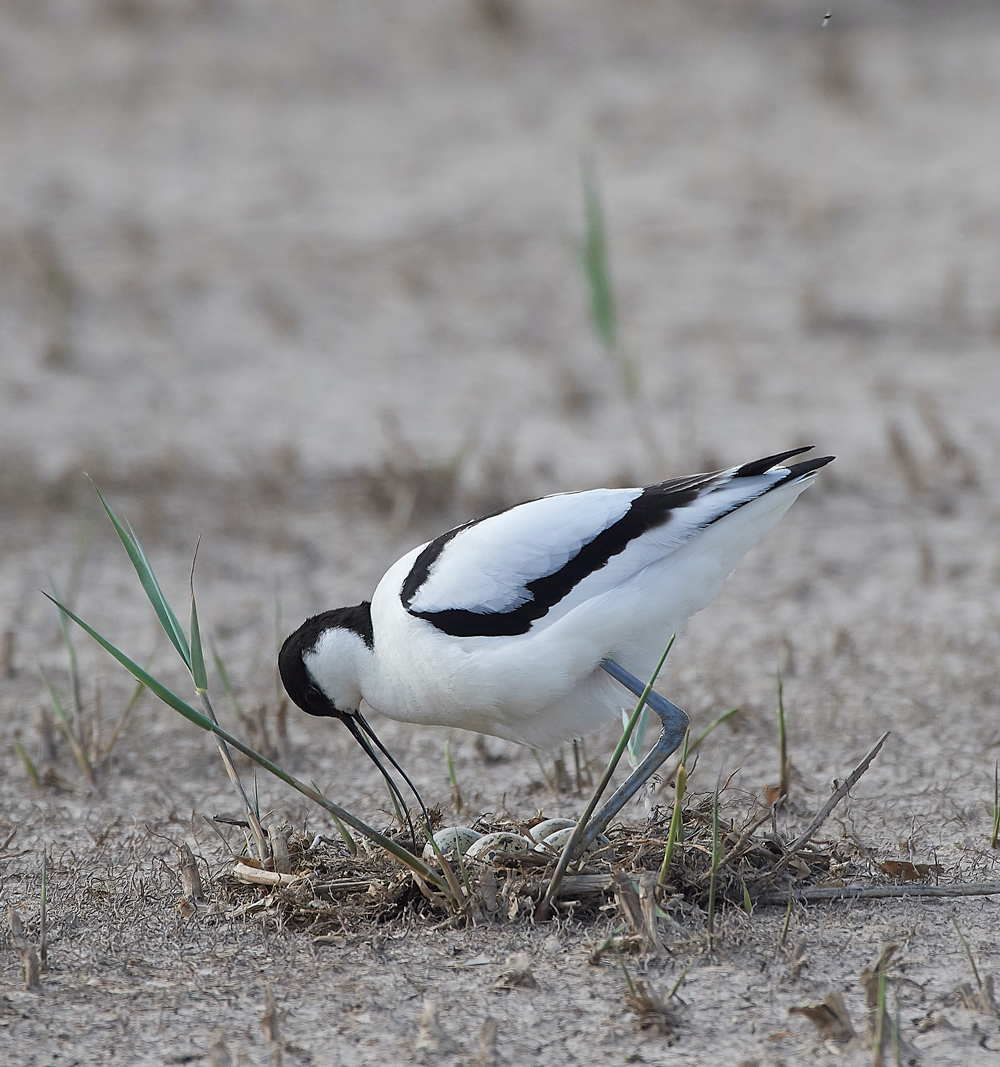 Avocet080518-1