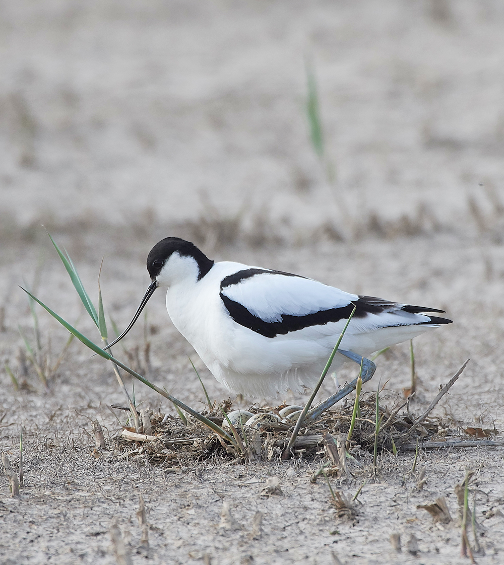 Avocet080518-2
