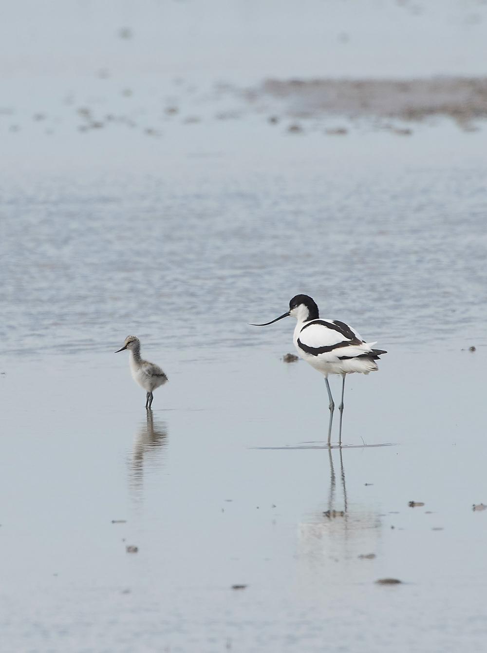 Avocet210518-1