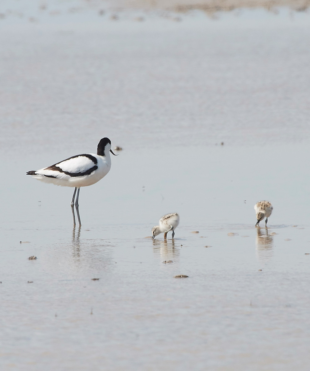 Avocet210518-2