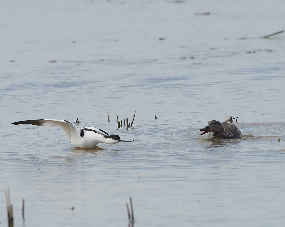 Avocet210518-3