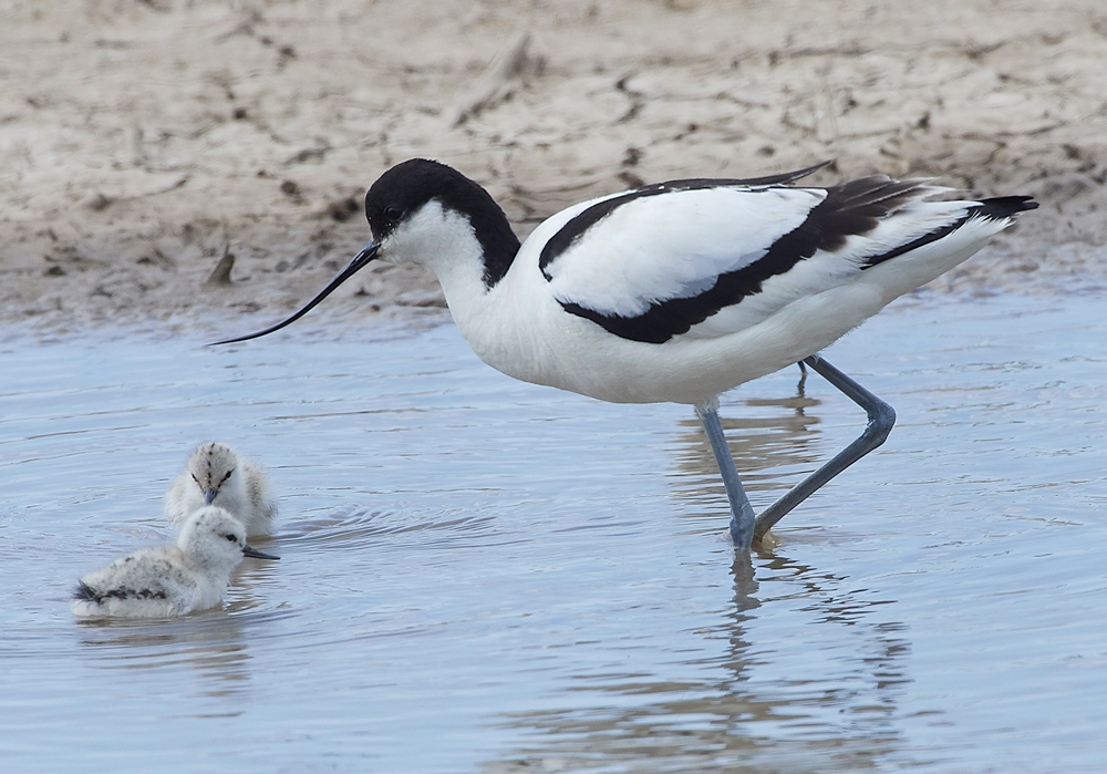 Avocet240518-13