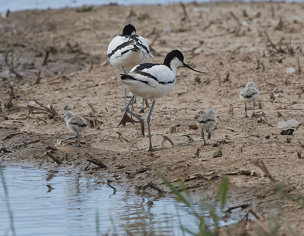 Avocet240518-15
