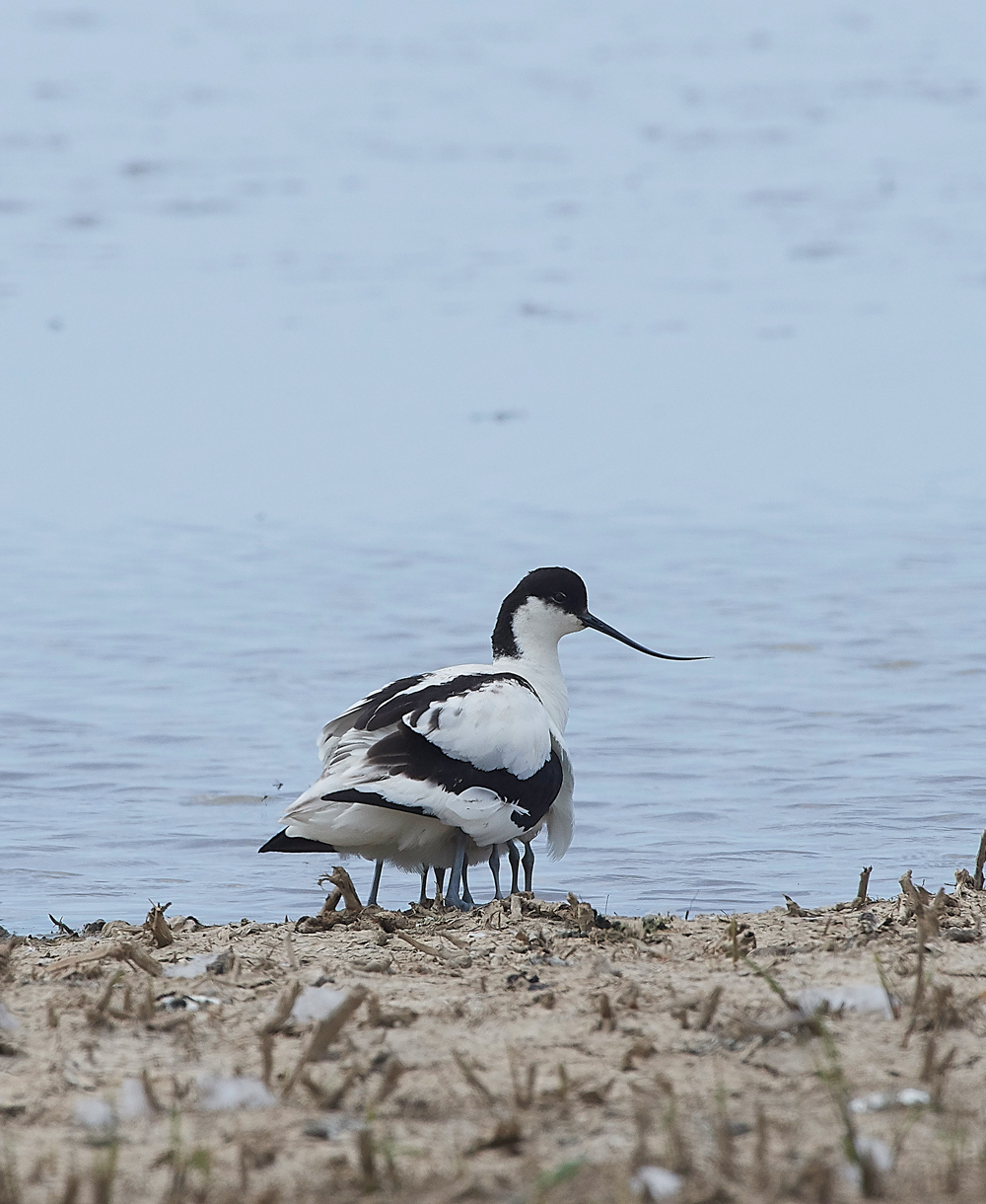 Avocet240518-17