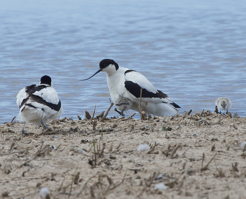 Avocet240518-19