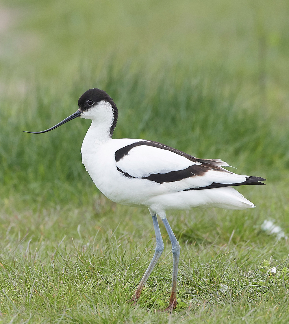 Avocet240518-2