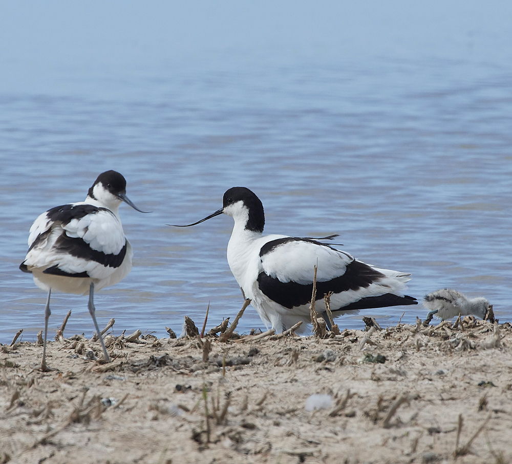Avocet240518-20