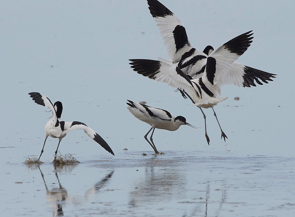 Avocet240518-23
