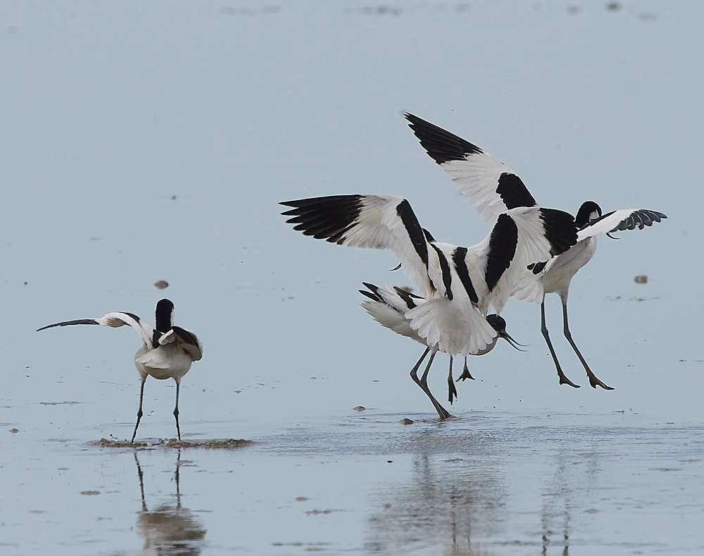 Avocet240518-24