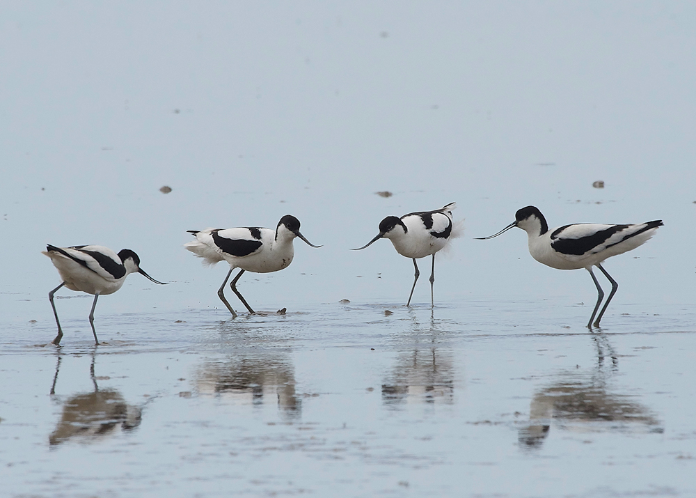 Avocet240518-26