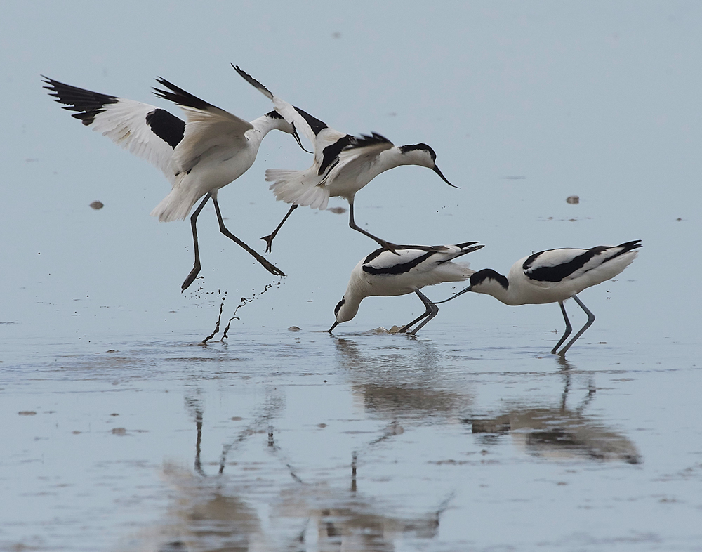 Avocet240518-28