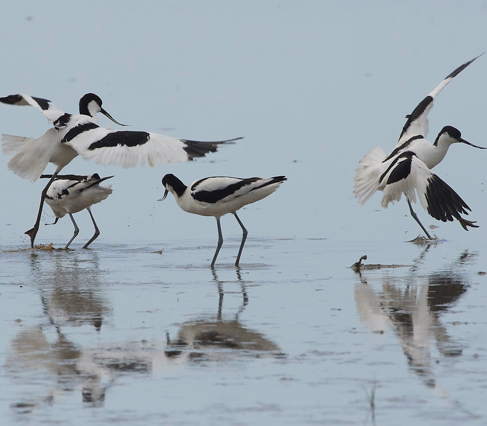Avocet240518-29