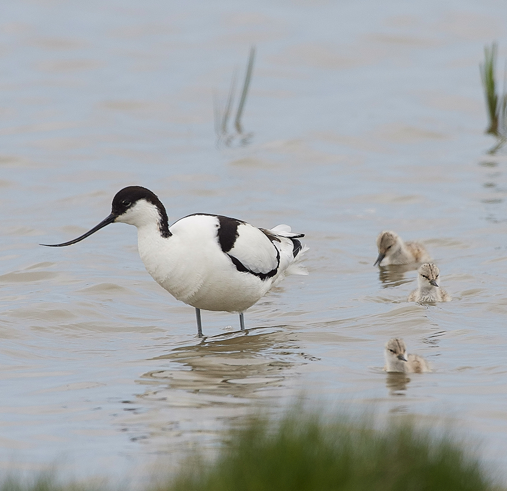 Avocet240518-1