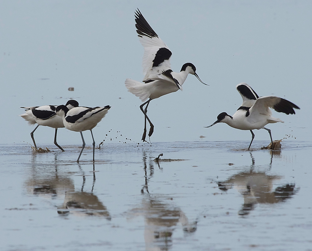 Avocet240518-30