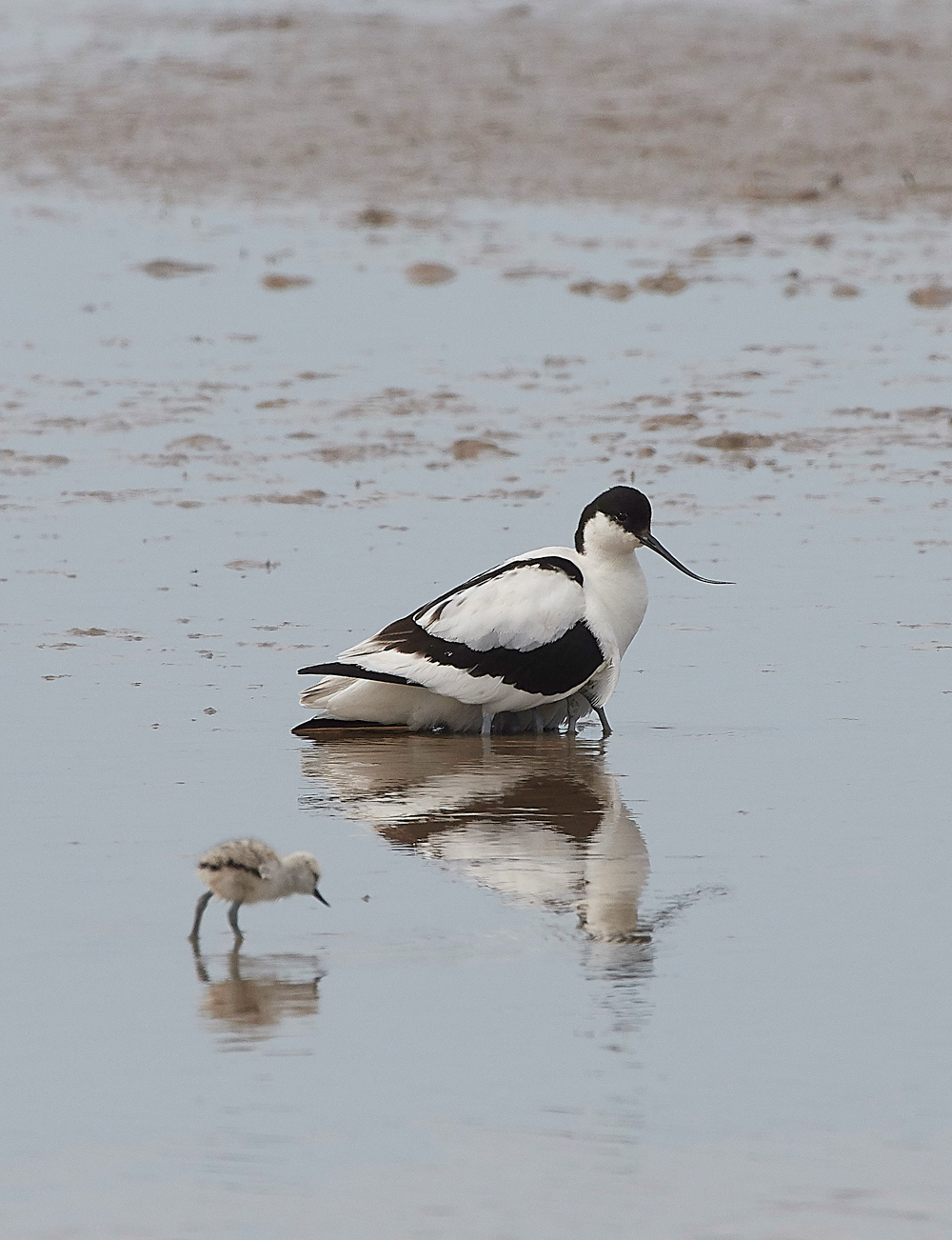Avocet240518-32