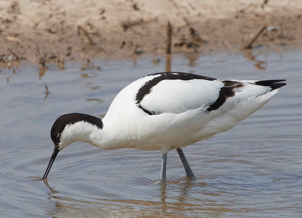 Avocet240518-33