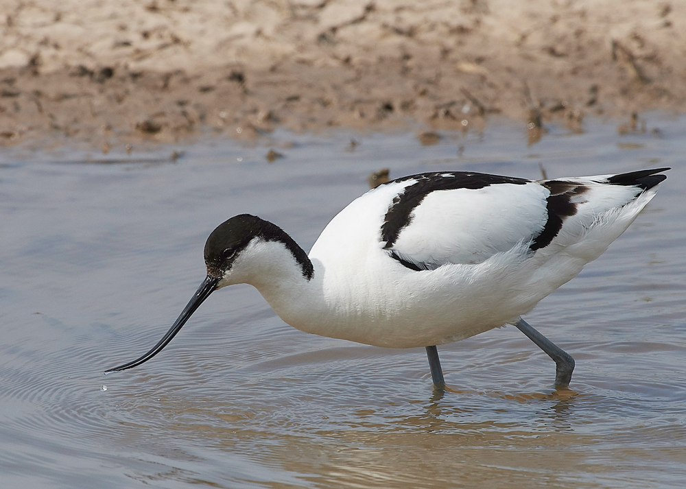 Avocet240518-34