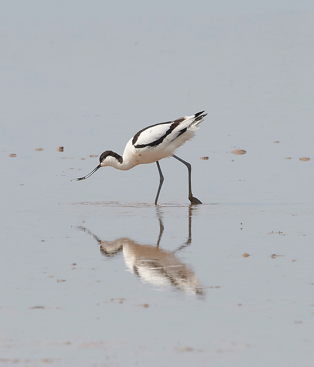 Avocet240518-36