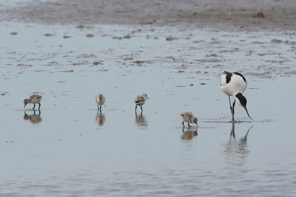 Avocet240518-37