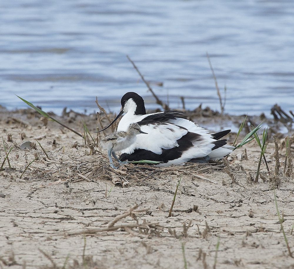 Avocet240518-38