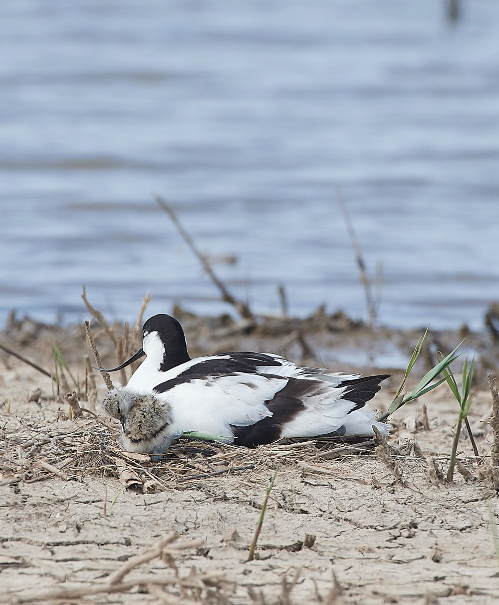 Avocet240518-39