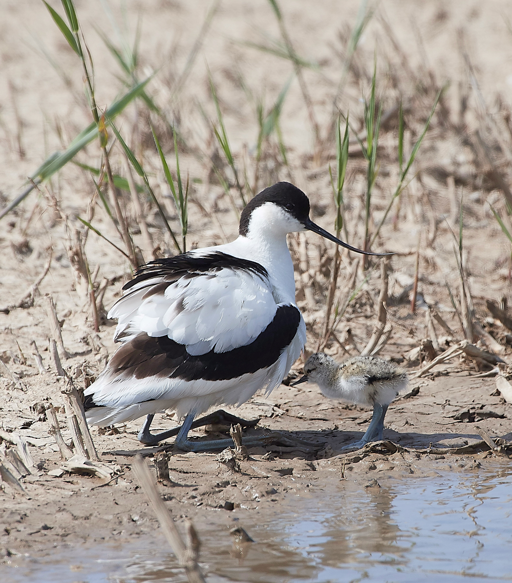 Avocet240518-4