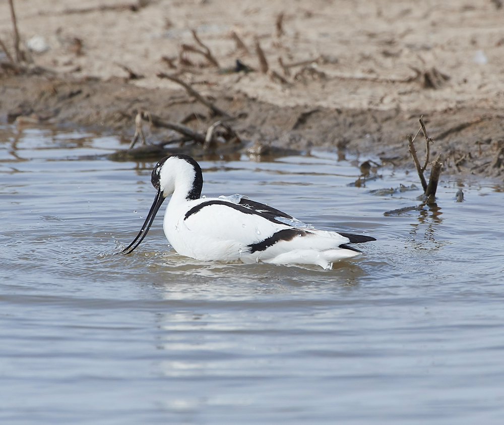 Avocet240518-41