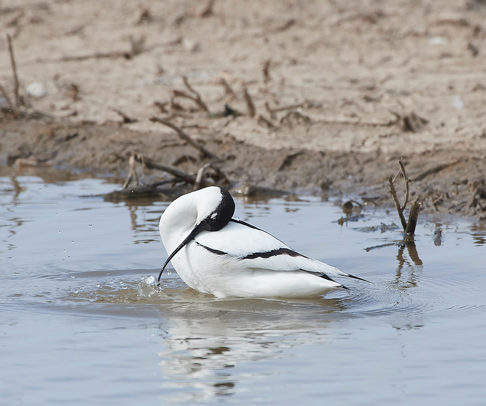Avocet240518-43