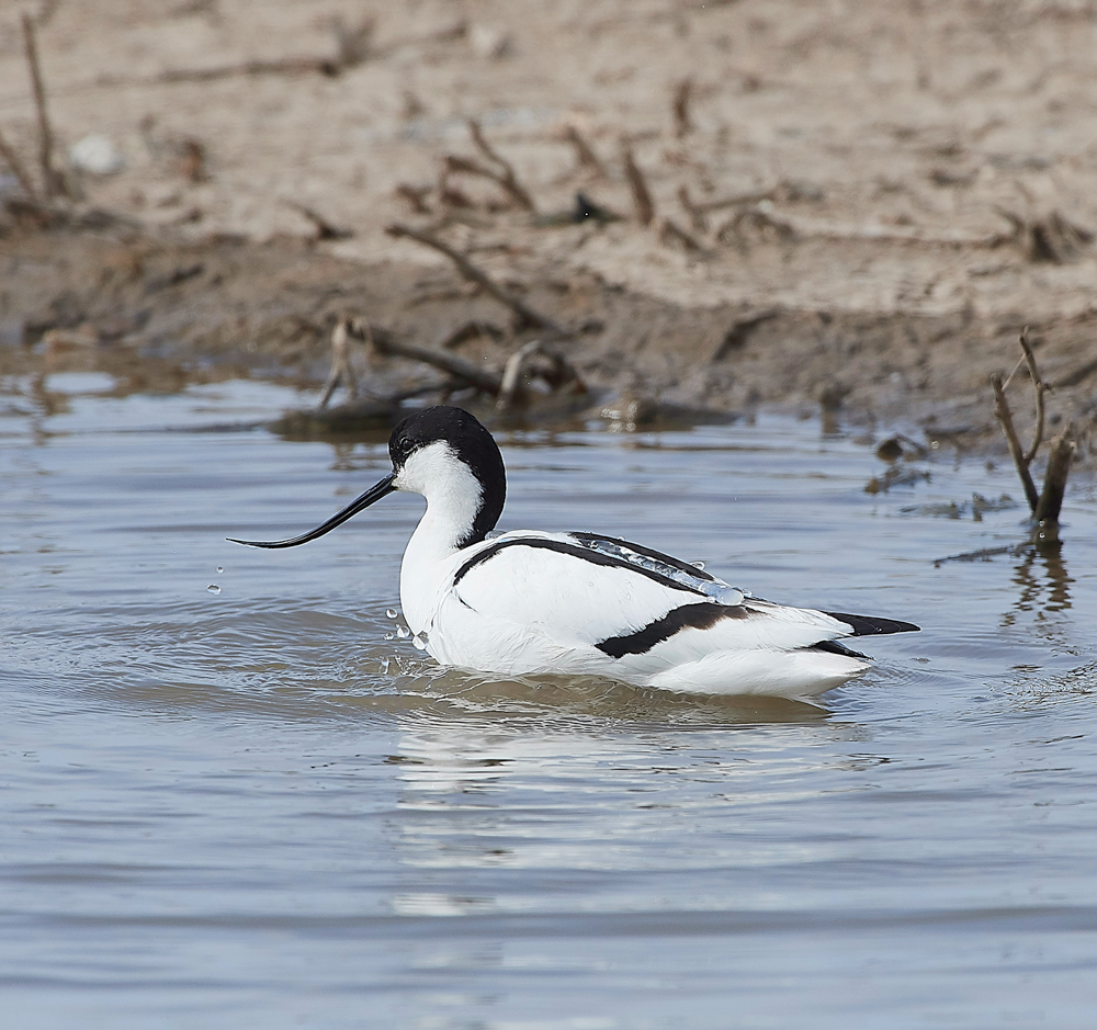 Avocet240518-44