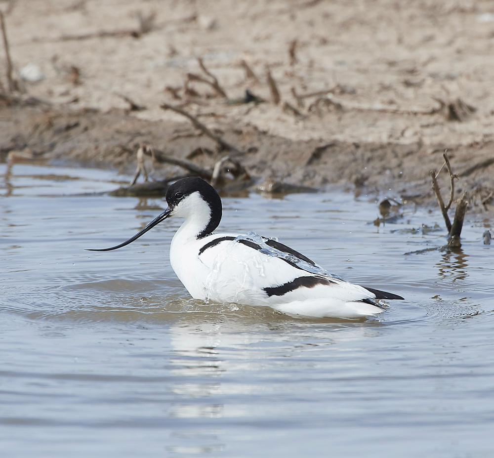 Avocet240518-46
