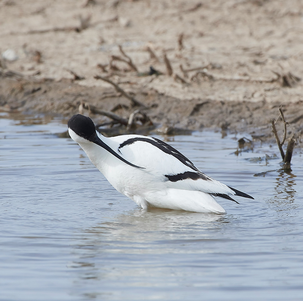 Avocet240518-48
