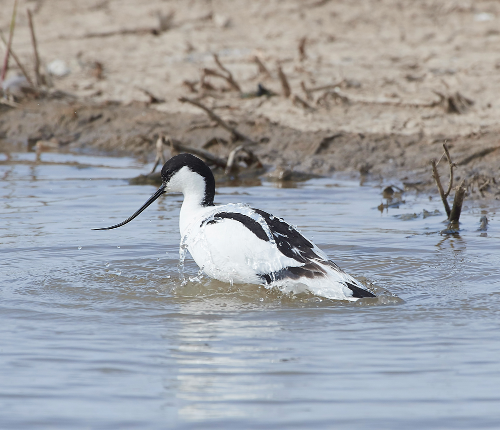 Avocet240518-50
