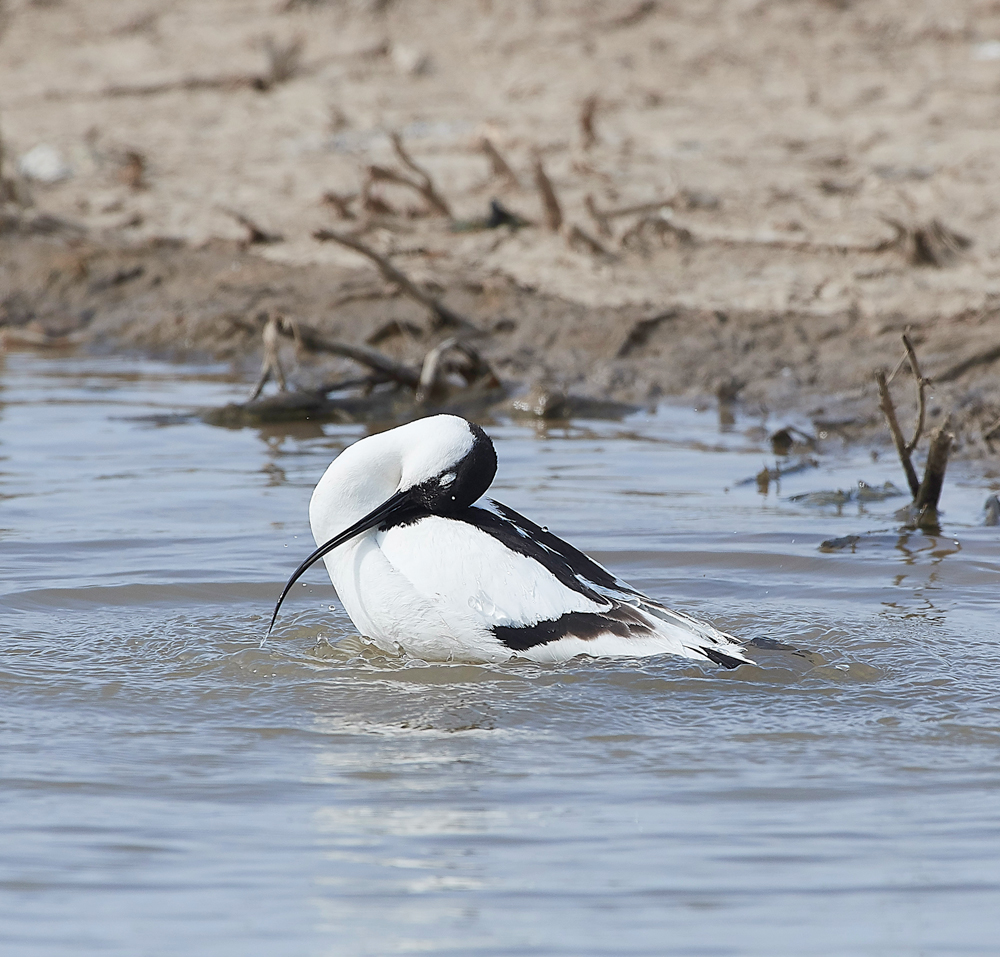 Avocet240518-51