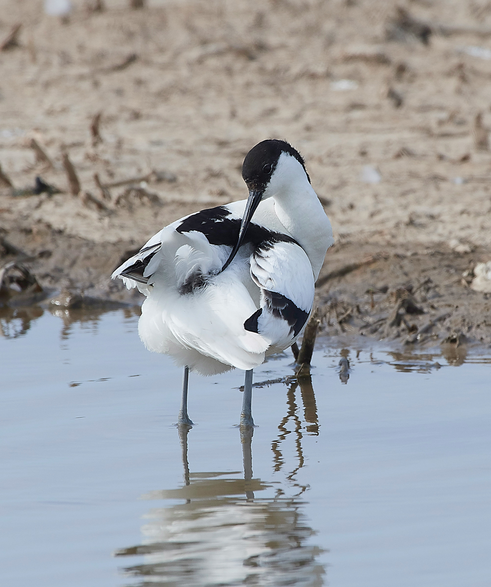 Avocet240518-52