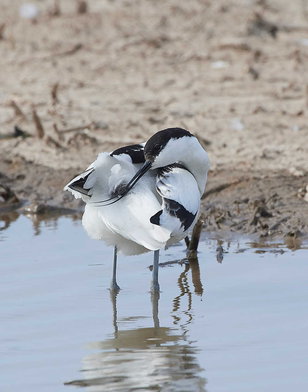 Avocet240518-53