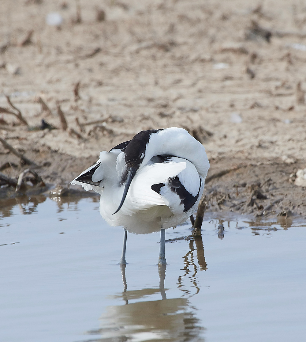 Avocet240518-54