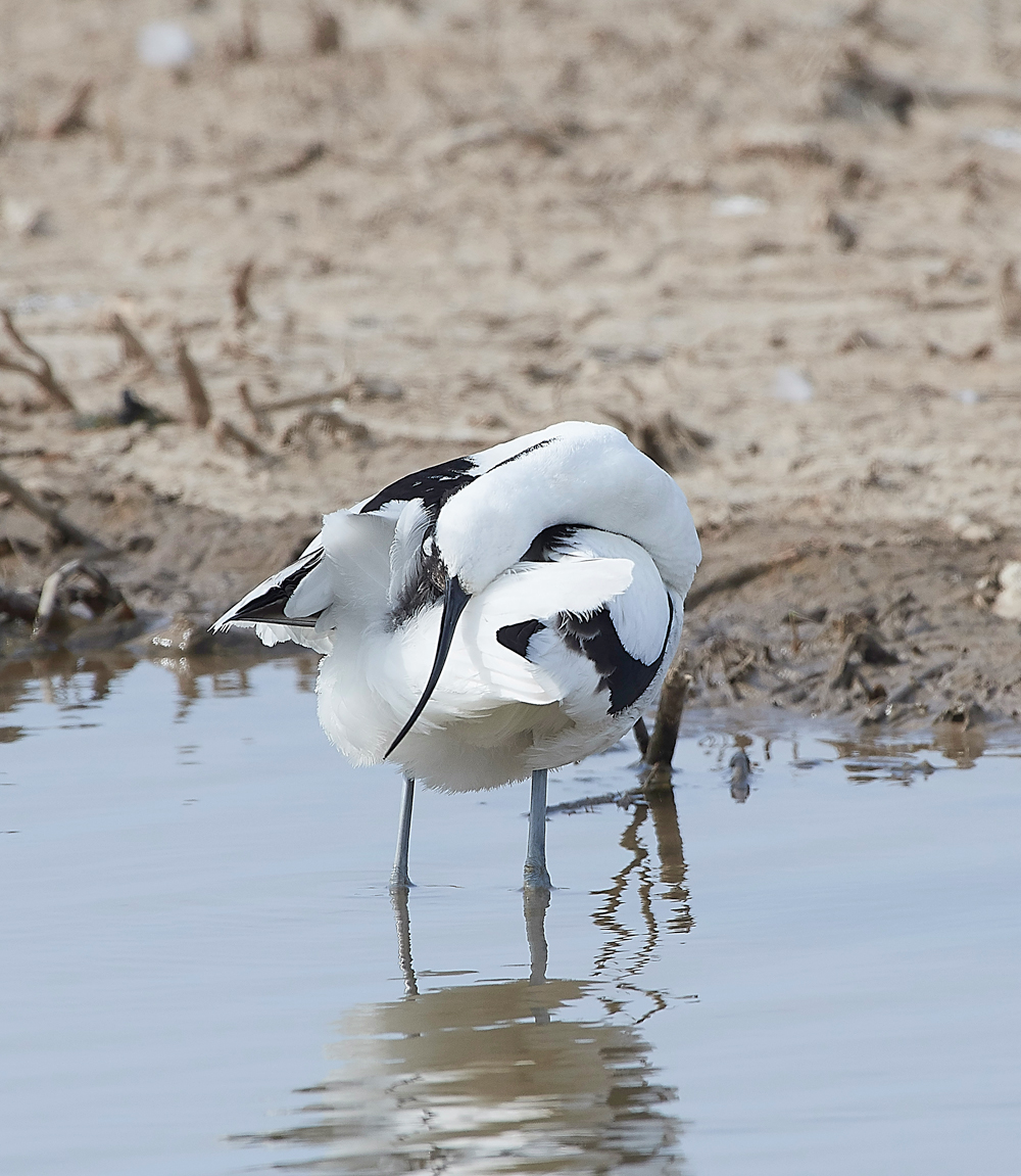 Avocet240518-56