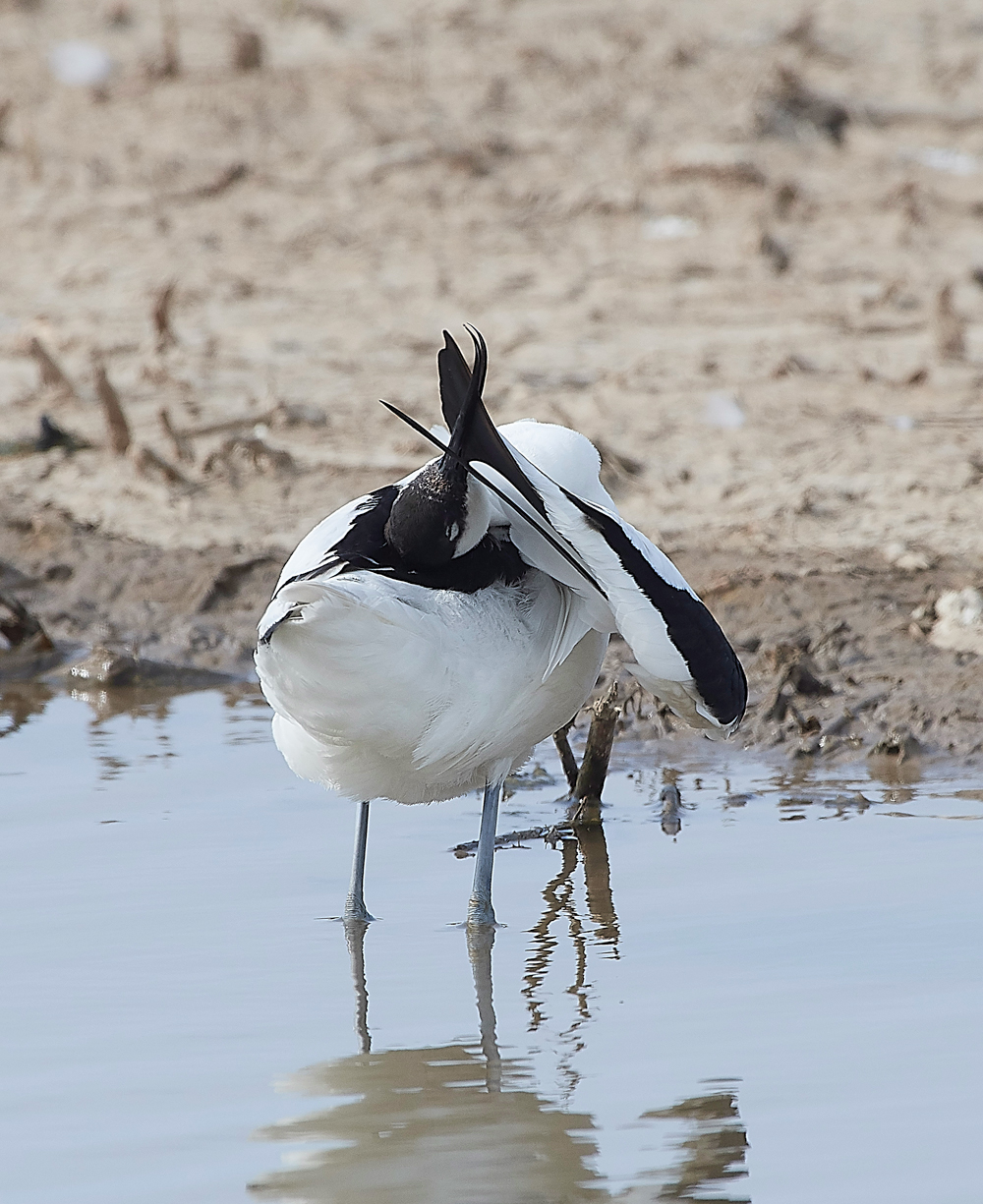 Avocet240518-58