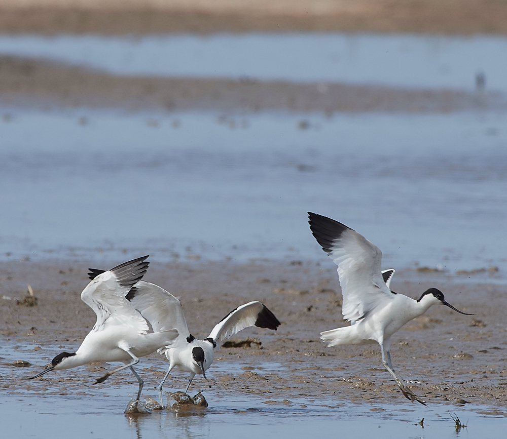 Avocet240518-6