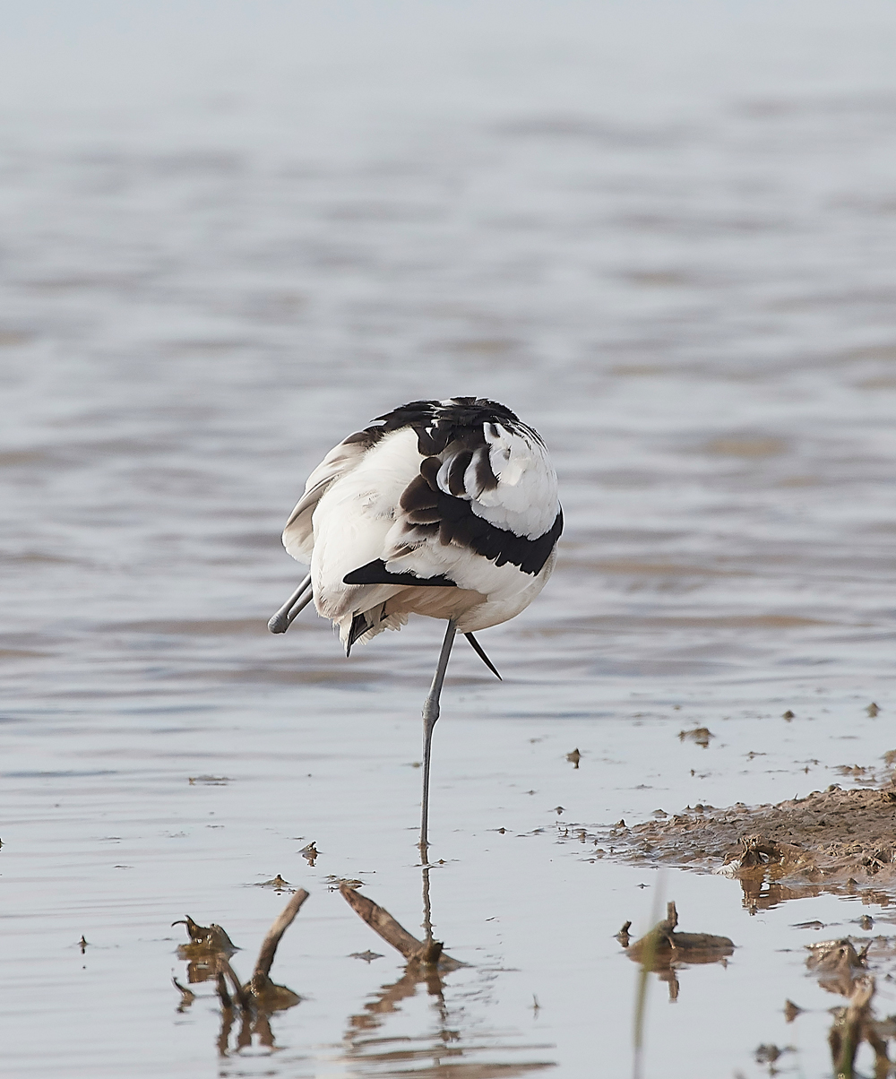 Avocet240518-62