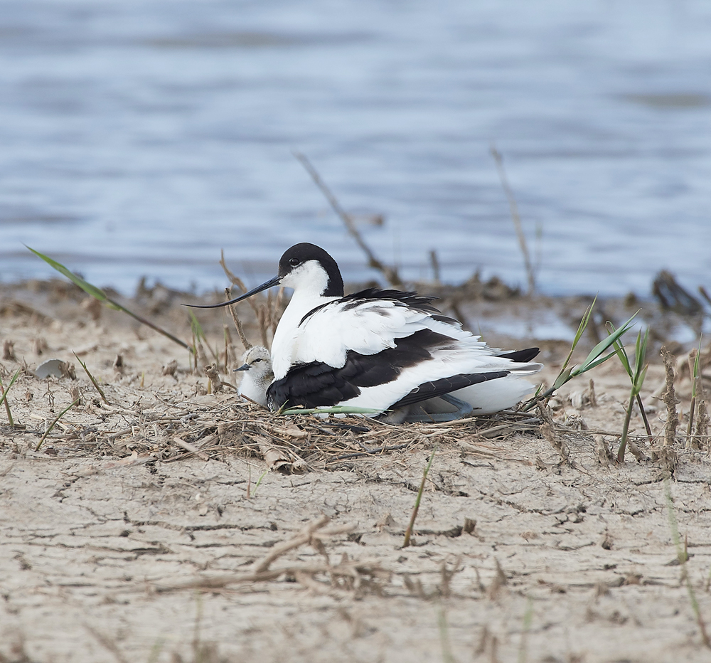 Avocet240518-64