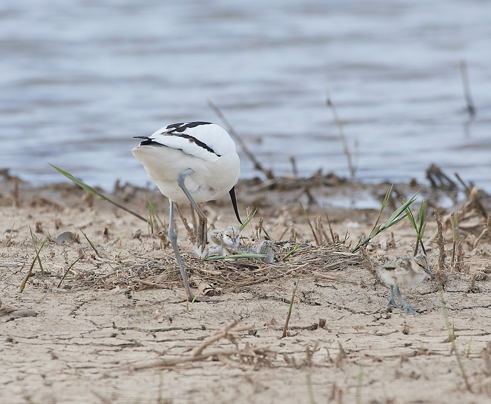 Avocet240518-67