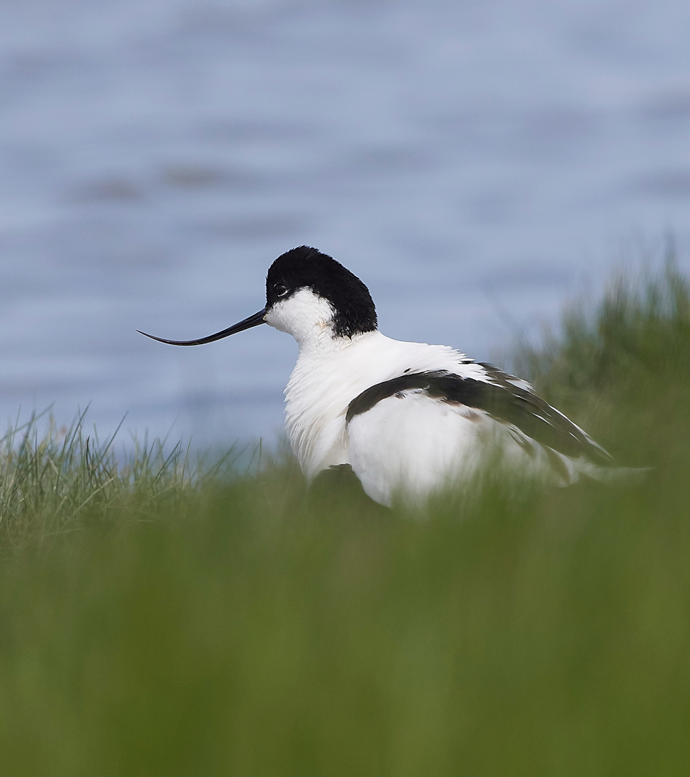 Avocet240518-7