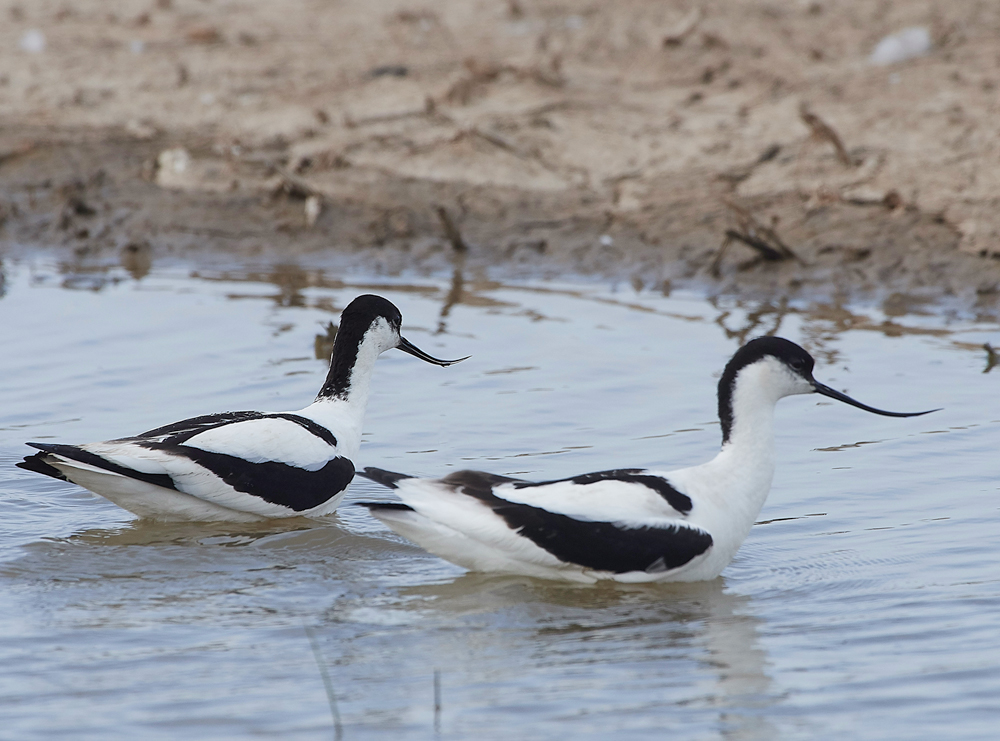 Avocet240518-70