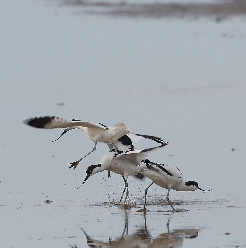 Avocet240518-71
