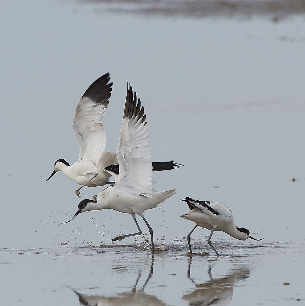 Avocet240518-72