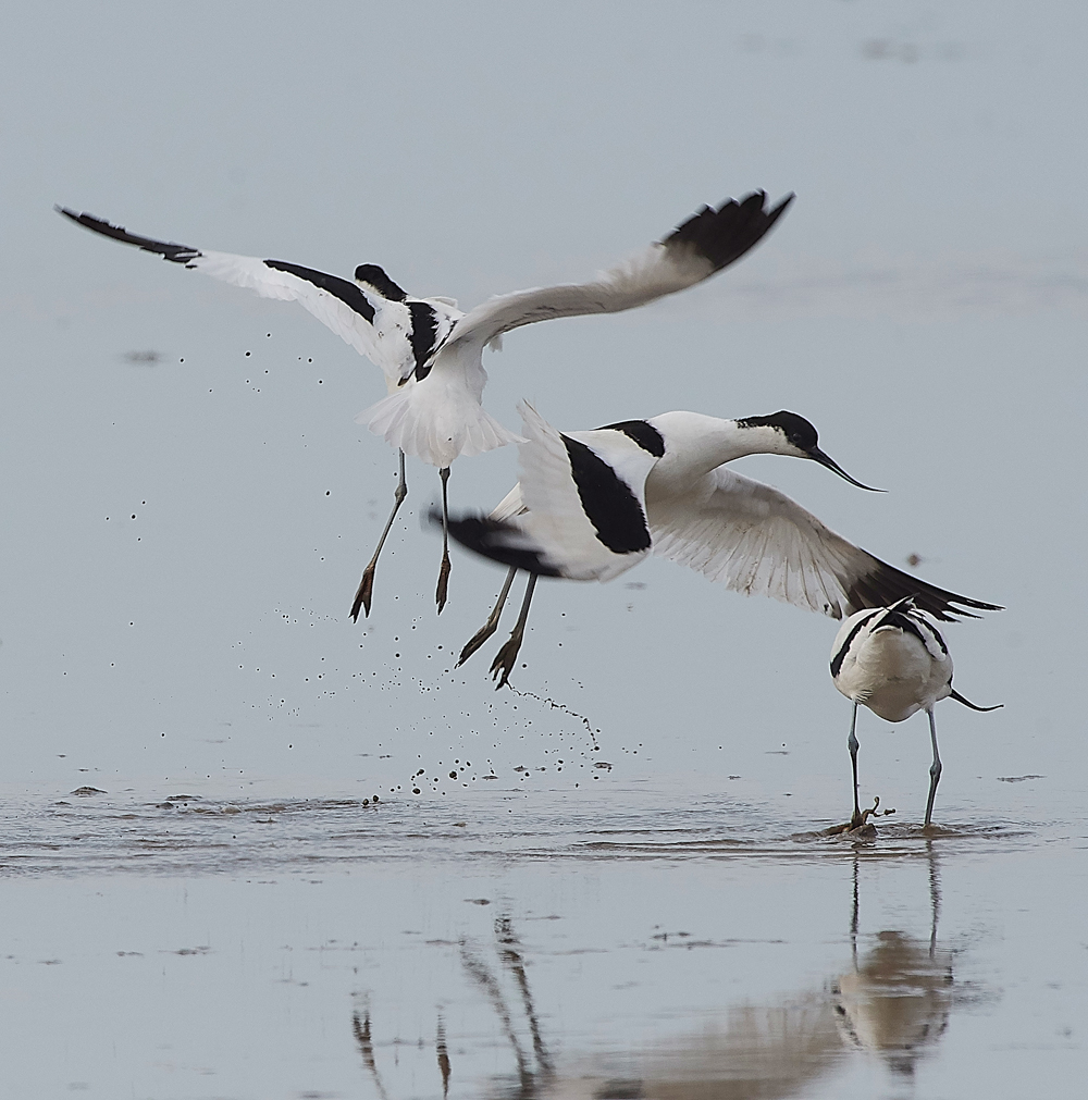 Avocet240518-76