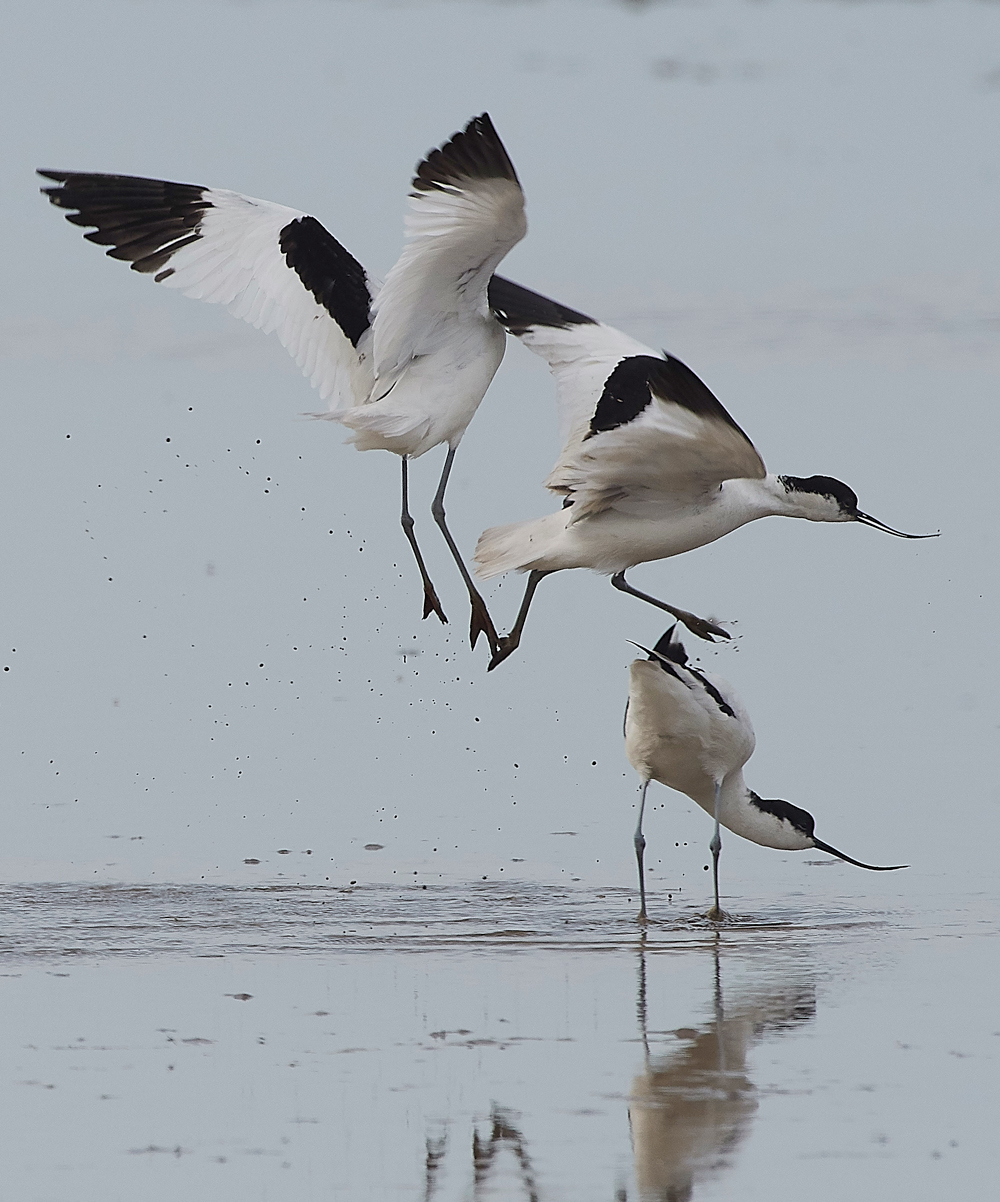 Avocet240518-77