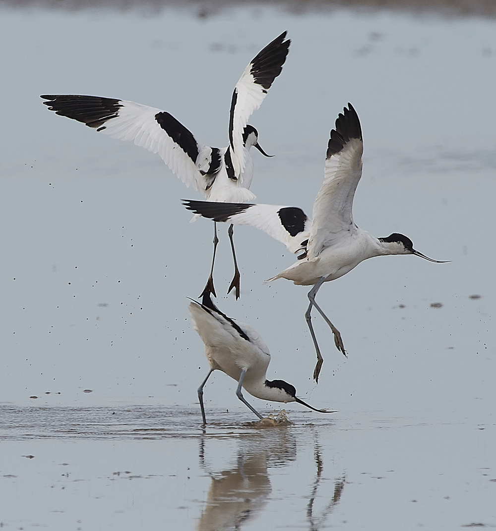 Avocet240518-78